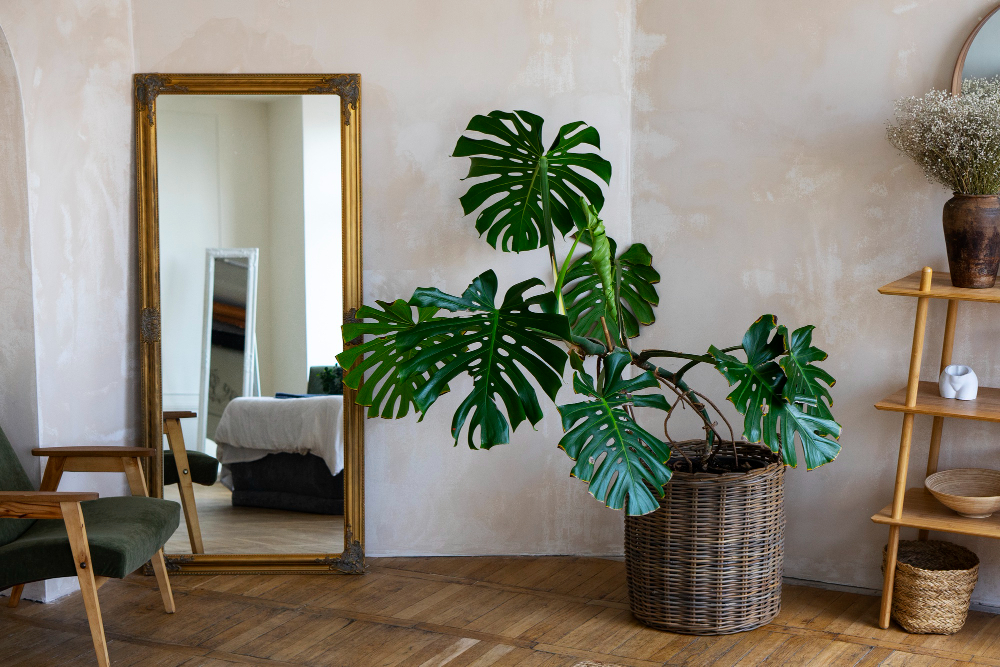 meble belini Wnętrze w stylu urban jungle - zobacz, jak urządzić 8 Rośliny w salonie